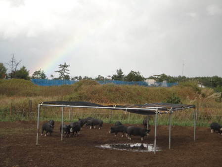 佐渡で始まった放牧養豚 ～放牧場の作り方 ～ ピッグスペシャリスト