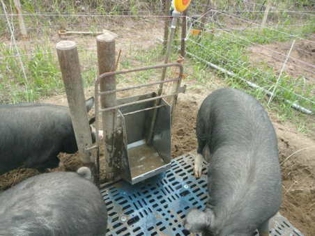 佐渡で始まった放牧養豚 ～放牧場の作り方 ～ ピッグスペシャリスト